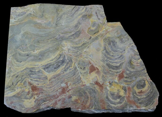 Polished Stromatolite From Russia - Million Years #57690